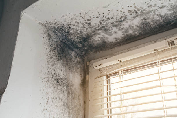 Affordable Mold Remediation solutions in Konterra, MD